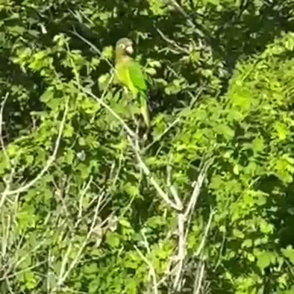 Orange-fronted Parakeet (Eupsittula canicularis) perched at Casa Kona, Saladita, 2026-06-14